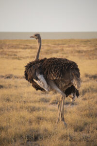 Autruche dans la savane