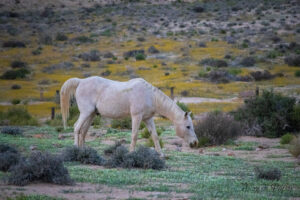 Arrivée d'un cheval sauvage blanc le matin au campement