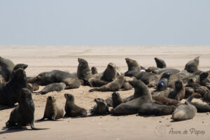 Colonie d'otaries sur la plage