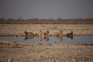 Cinq lions au bord de l'eau