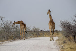 Girafes sur notre chemin