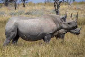 Deux rhinocéros