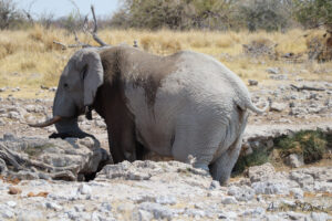 Éléphant dans un trou