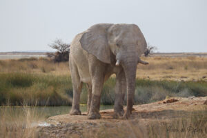 Éléphant de face