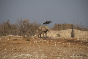 Premier éléphant observé dans le parc national d'Etosha