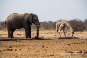 Éléphant qui regarde une girafe boire