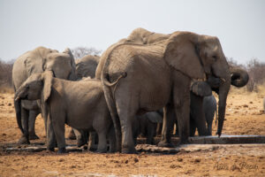Éléphants