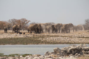 Troupeau d'éléphants qui jouent