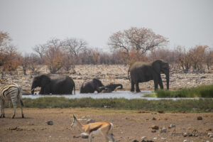 Éléphants qui jouent et prennent un bain