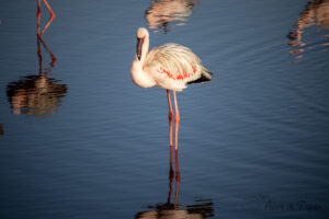 Flamant rose seul