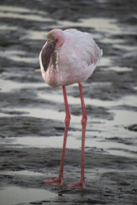 Flamand rose en gros plan