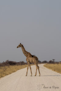 Girafe au mileu de la route