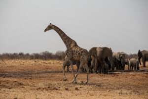 Éléphant qui fait peur à une girafe
