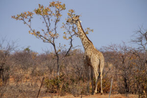 Girafe qui mange dans l'arbre