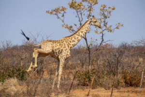 Girafe qui saute la clôture