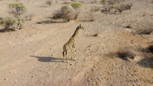 Vue d'une girafe depuis le drone