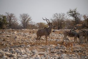Un kudu à côté d'un point d'eau