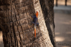 Lézard bleu et orange sur un arbre