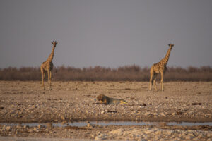Lion entre deux girafes