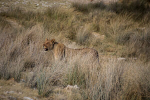 Lionne dans les herbes