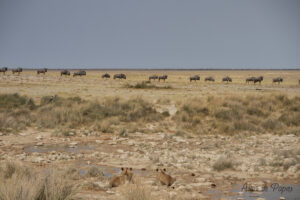 Lionnes qui regardent des gnous