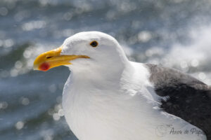 Mouette en gros plan