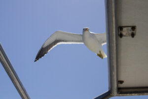 Mouette au dessus de notre bateau