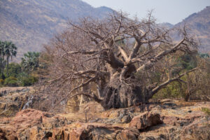 Magnifique baobab
