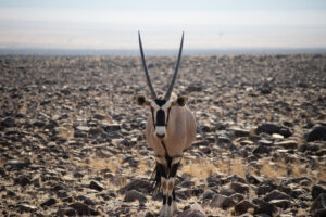 Oryx de face