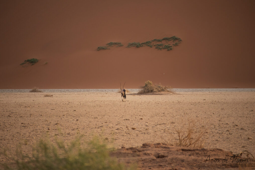 Oryx au pied de Big Daddy