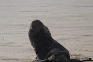 Phoque seul sur la plage qui nous regarde