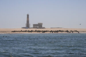 Otaries et ancien phare de Walvis Bay