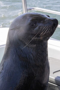 Otarie sur notre bateau
