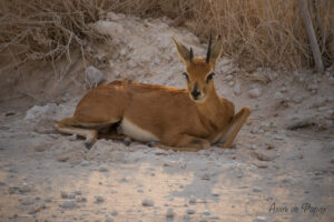 Petit steenbok sur le bord de la route