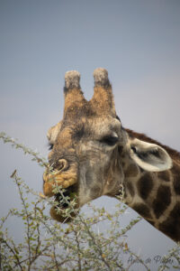 Girafe qui mange dans un arbre
