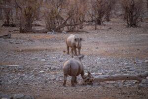 Rencontre de deux rhinocéros
