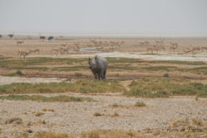 Rhinocéros à notre premier plan d'eau