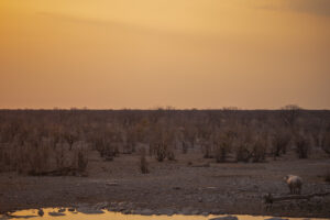 Rhinocéros qui regarde le coucher de soleil