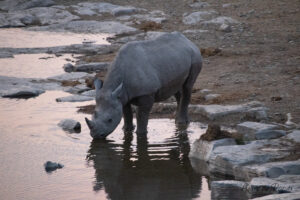 Rhinocéros qui boit de l'eau