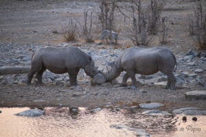 Rhinocéros qui croisent la corne