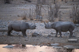 Rhinocéros qui se font peur