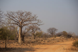 Baobabs sur le bord de la route