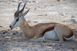Springbok au sol