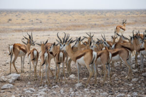 Springboks sous un arbre