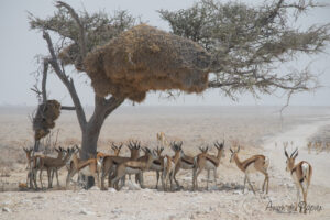 Springboks qui se cachent sous un arbre