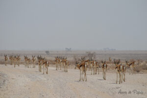 Springboks sur la route