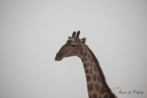 Tête d'une girafe