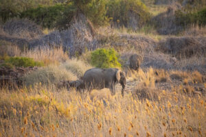 Éléphants à côté de notre campement