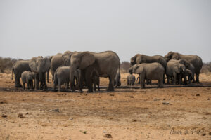 Troupeau d'éléphants