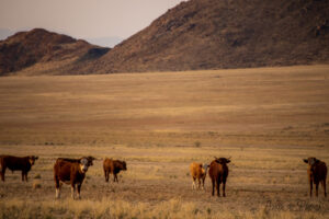Vaches dans la prairie
